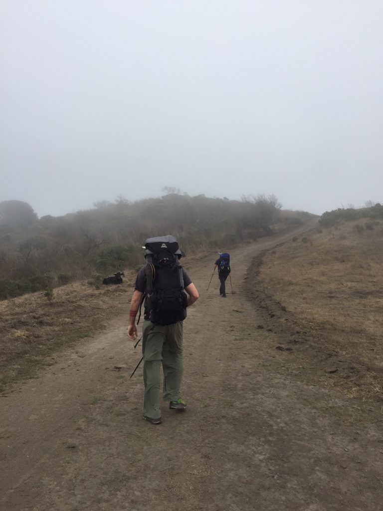 Wildcat Canyon Trail with fog and cows