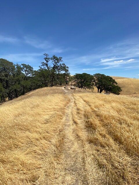 A path cuts through the golden grass to a tree