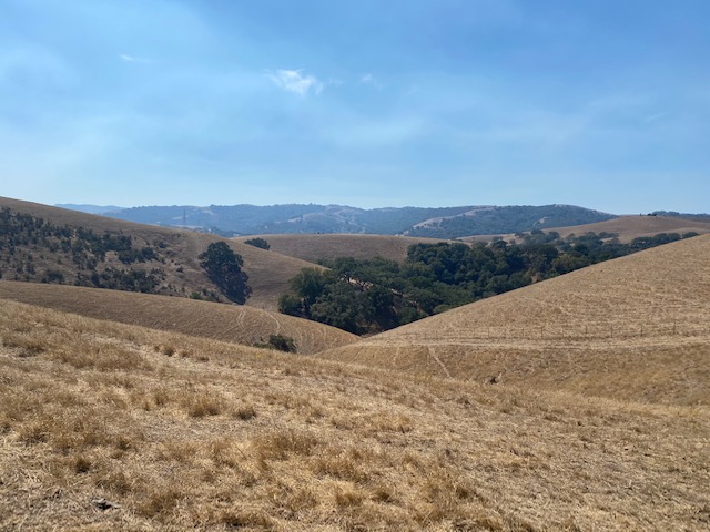 Golden, rolling hills with a distant mountain range