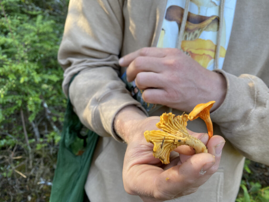 A hand holding both a false chanterelle and a woolly chanterelle