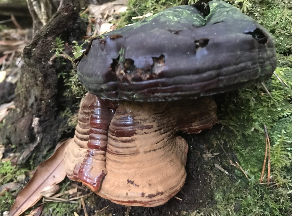 Oregon reishi (ganoderma oregonense) on a well-decayed stump