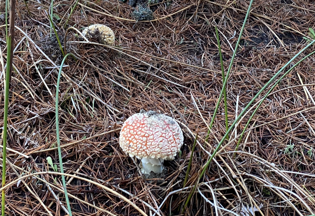 Learn to identify poisonous mushrooms!